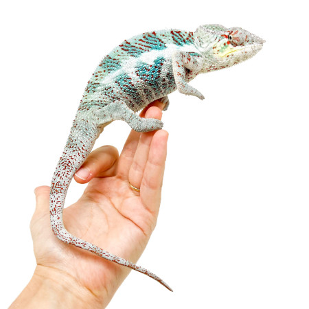 Furcifer pardalis "Nosy Faly" - Caméléon panthère