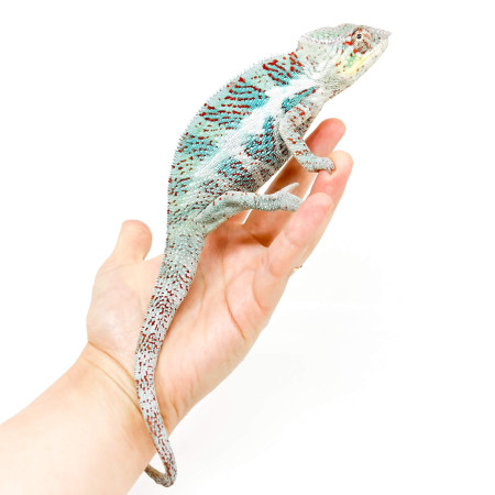 Furcifer pardalis "Nosy Faly" - Caméléon panthère