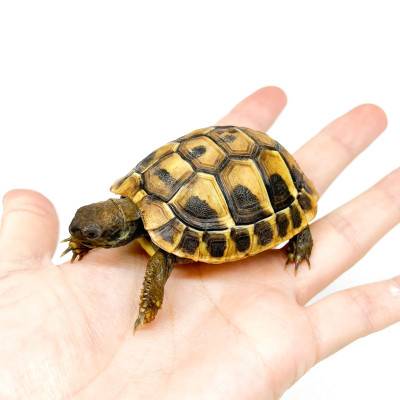 Testudo hermanni boettgeri (NC France 2022)- Tortue d'Hermann