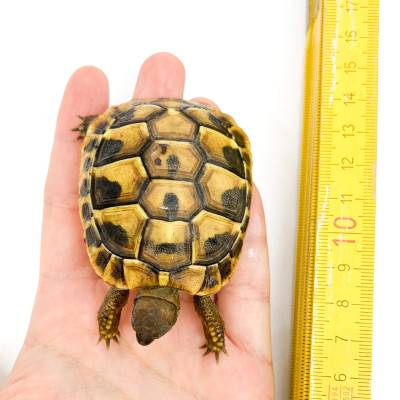Testudo hermanni boettgeri (NC France 2022)- Tortue d'Hermann