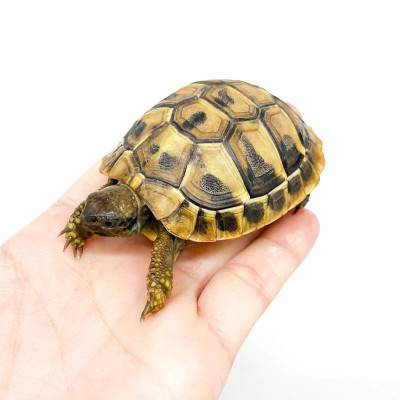 Testudo hermanni boettgeri (NC France 2022)- Tortue d'Hermann