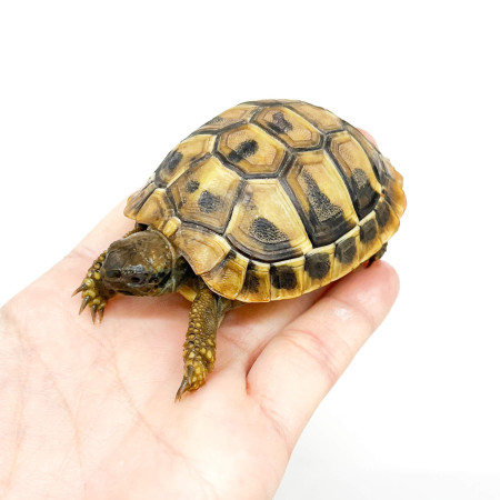 Testudo hermanni boettgeri (NC France 2022)- Tortue d'Hermann