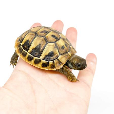 Testudo hermanni boettgeri (NC France 2022)- Tortue d'Hermann