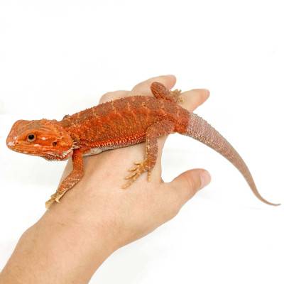 Pogona vitticeps "Extrem...