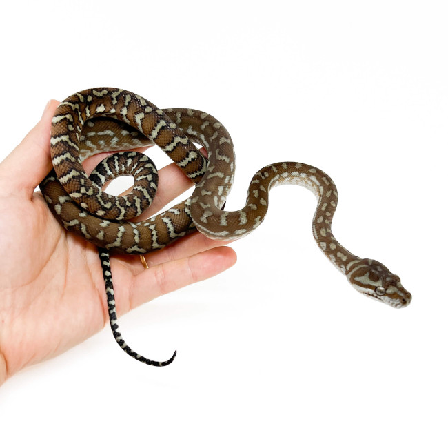 Morelia bredli - Python tapis