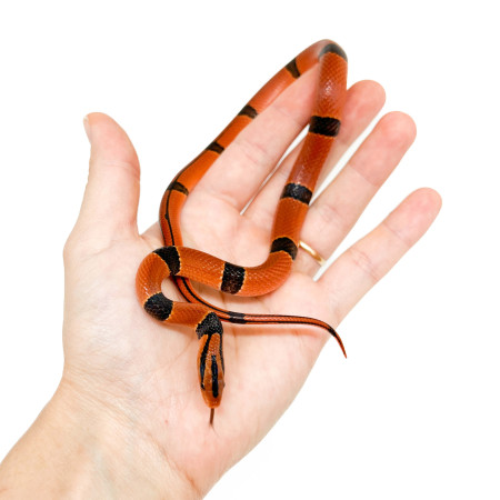 Oreocryptophis porphyraceus pulchra (Couleuvres des bambous)