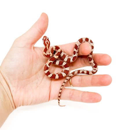 Pantherophis guttatus "Crimson" - Serpent des blés