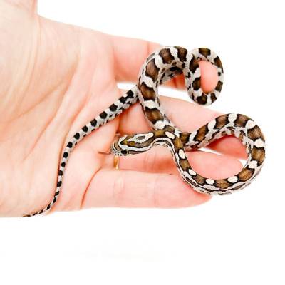 Pantherophis guttatus "Kastanie" - Serpent des blés