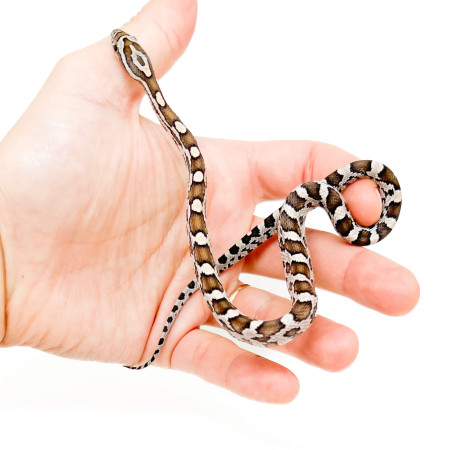 Pantherophis guttatus "Kastanie" - Serpent des blés