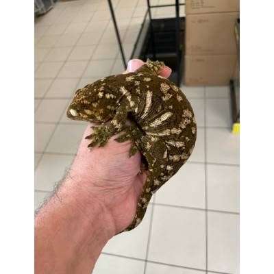 Rhacodactylus leachianus "Ile des pins" (Subadulte) - Gecko géant de Nouvelle-Calédonie