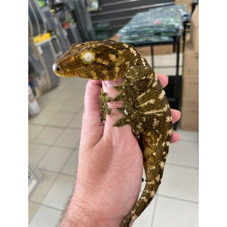 Rhacodactylus leachianus "Ile des pins" (Subadulte) - Gecko géant de Nouvelle-Calédonie