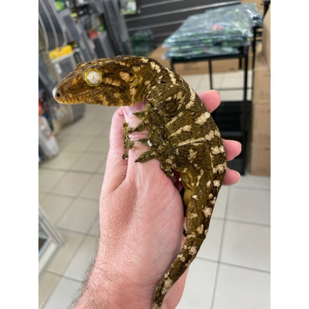 Rhacodactylus leachianus "Ile des pins" (Subadulte) - Gecko géant de Nouvelle-Calédonie