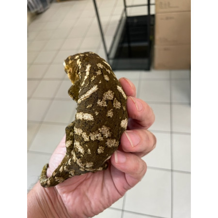 Rhacodactylus leachianus "Ile des pins" (Subadulte) - Gecko géant de Nouvelle-Calédonie