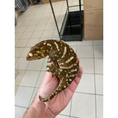 Rhacodactylus leachianus "Ile des pins" (Subadulte) - Gecko géant de Nouvelle-Calédonie