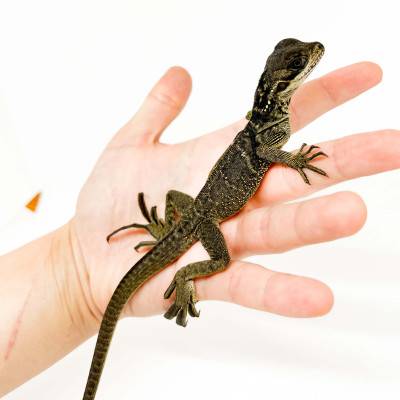 Hydrosaurus celebensis - Agame voilier des Célébes