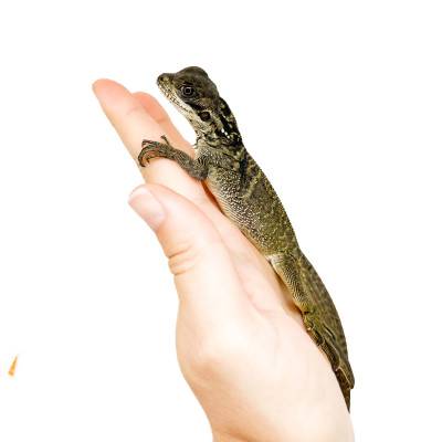 Hydrosaurus celebensis - Agame voilier des Célébes