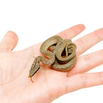 Gonyosoma (Rhynchophis) boulengeri - Serpent ratier rhinocéros