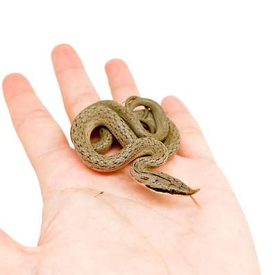 Gonyosoma (Rhynchophis) boulengeri - Serpent ratier rhinocéros