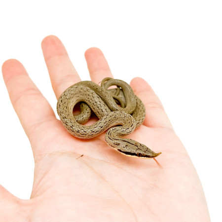 Gonyosoma (Rhynchophis) boulengeri - Serpent ratier rhinocéros