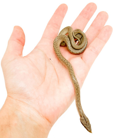 Gonyosoma (Rhynchophis) boulengeri - Serpent ratier rhinocéros