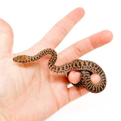 Antaresia childreni (stimsoni)- Python de Children