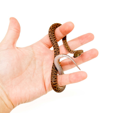 Antaresia childreni (stimsoni)- Python de Children