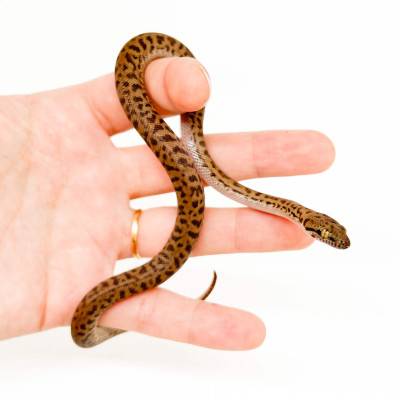 Antaresia childreni (stimsoni)- Python de Children