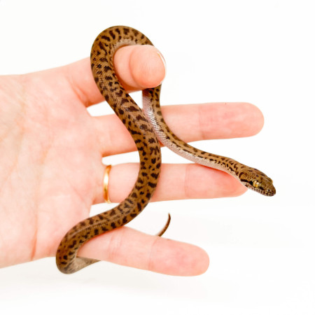 Antaresia childreni (stimsoni)- Python de Children