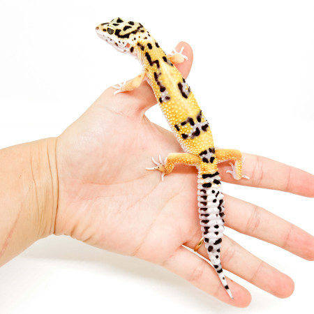 Eublepharis macularius "High yellow Stripe" - Gecko léopard