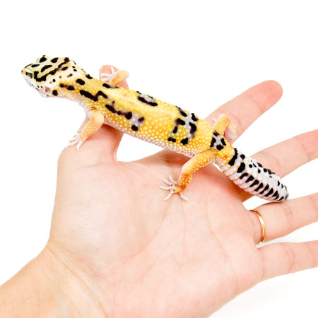 Eublepharis macularius "High yellow Stripe" - Gecko léopard