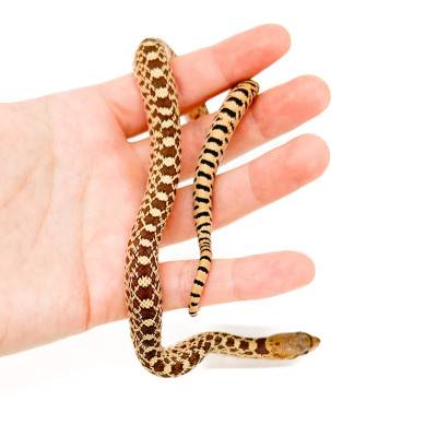 Pituophis catenifer sayi - Serpent taureau
