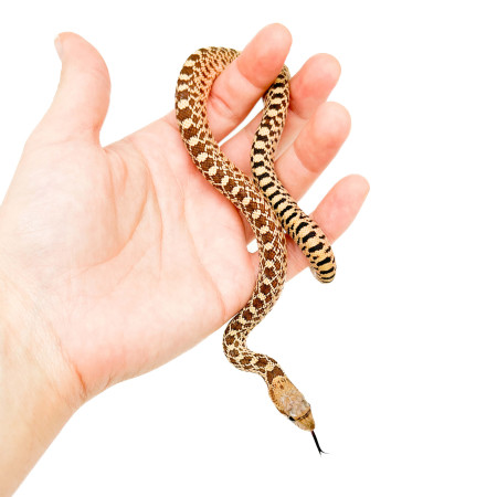 Pituophis catenifer sayi - Serpent taureau