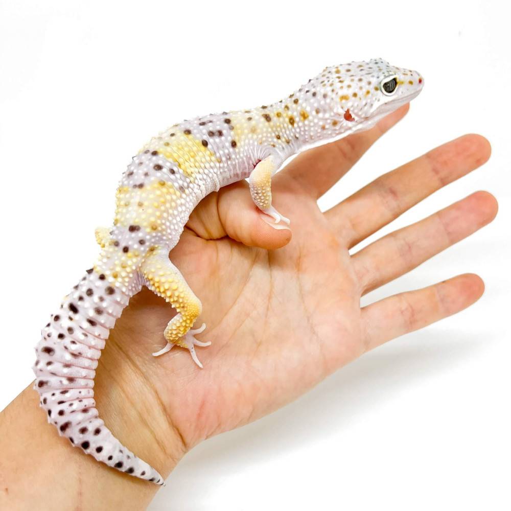 Eublepharis macularius "Hypo Mack snow" - Gecko léopard