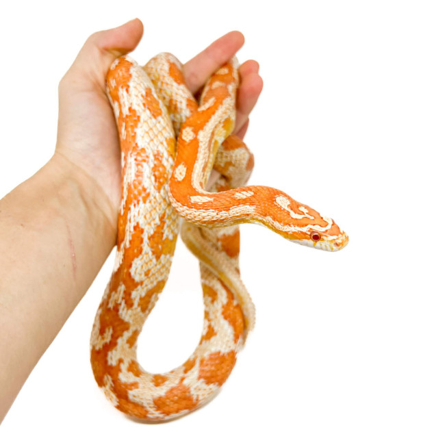 Serpent Des Bles Albinos