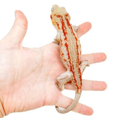 Rhacodactylus auriculatus "Light Red Stripe" - Gecko gargouille