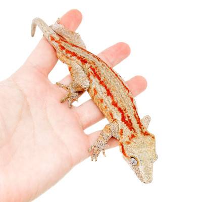 Rhacodactylus auriculatus "Light Red Stripe" - Gecko gargouille