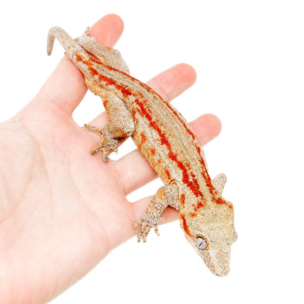 Rhacodactylus auriculatus "Light Red Stripe" - Gecko gargouille