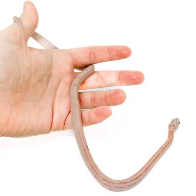 Pantherophis guttatus "Ghost ligné Ultimate" - Serpent des blés