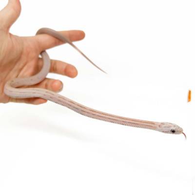 Pantherophis guttatus "Ghost ligné Ultimate" - Serpent des blés