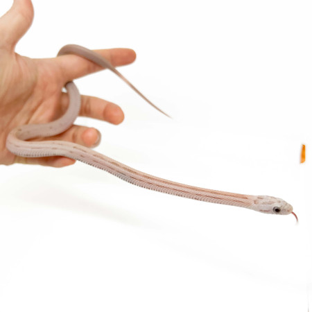 Pantherophis guttatus "Ghost ligné Ultimate" - Serpent des blés