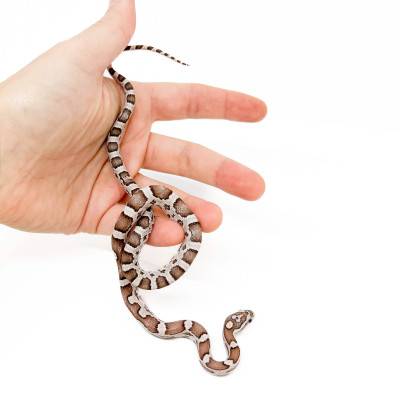 Pantherophis guttatus...