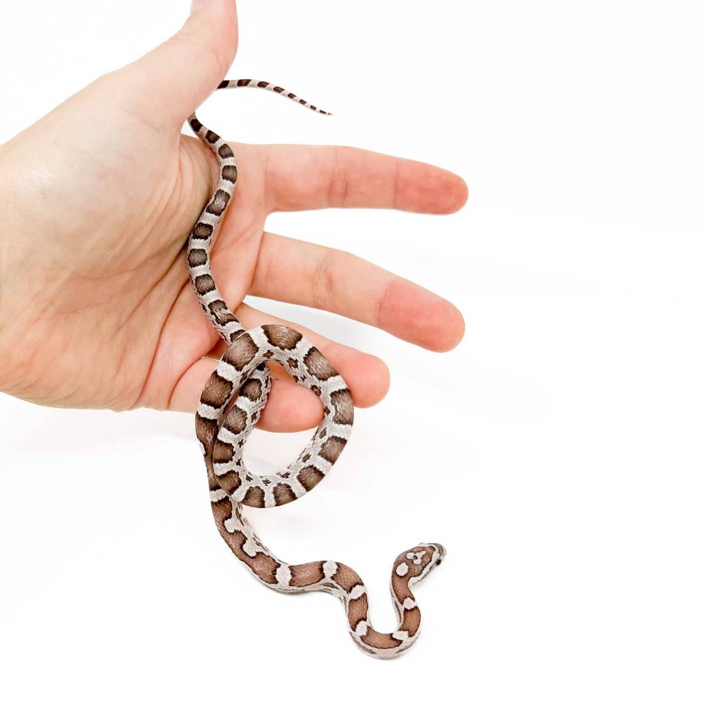 Pantherophis guttatus "Ghost Ultimate" - Serpent des blés