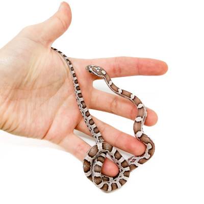 Pantherophis guttatus "Ghost Ultimate" - Serpent des blés