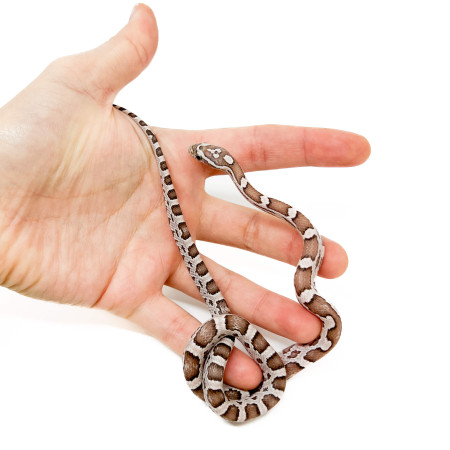 Pantherophis guttatus "Ghost Ultimate" - Serpent des blés