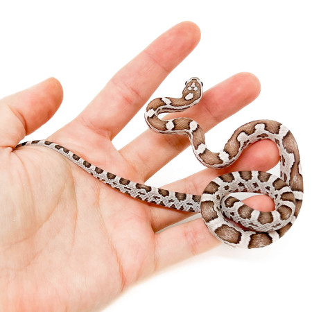 Pantherophis guttatus "Ghost Ultimate" - Serpent des blés