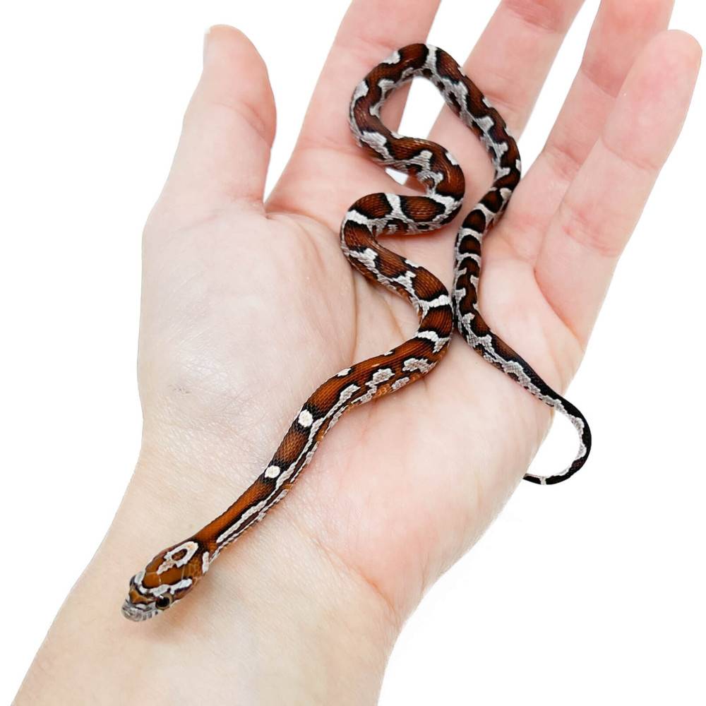 Pantherophis guttatus "Mosaïque" - Serpent des blés