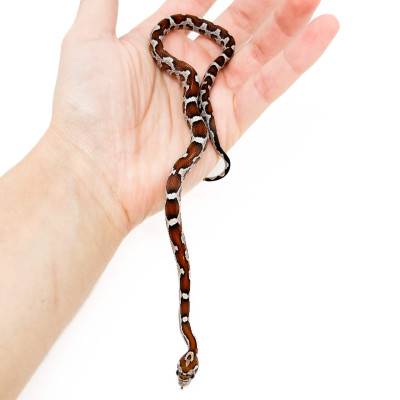 Pantherophis guttatus "Mosaïque" - Serpent des blés
