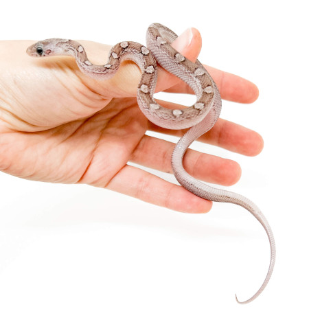 Pantherophis guttatus "Plasma" - Serpent des blés