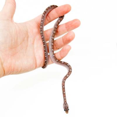 Pantherophis guttatus...