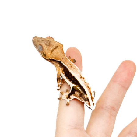Correlophus ciliatus "Lilly White" (TAIL LESS) - Gecko à crête